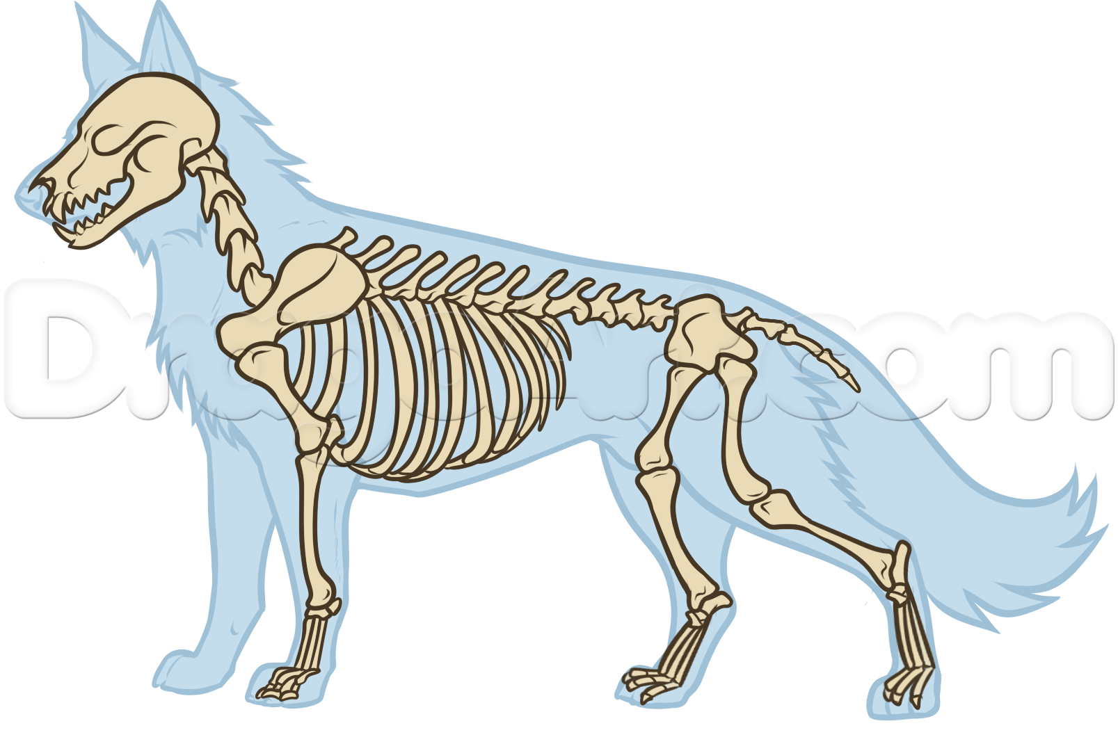 Картинки скелета волка