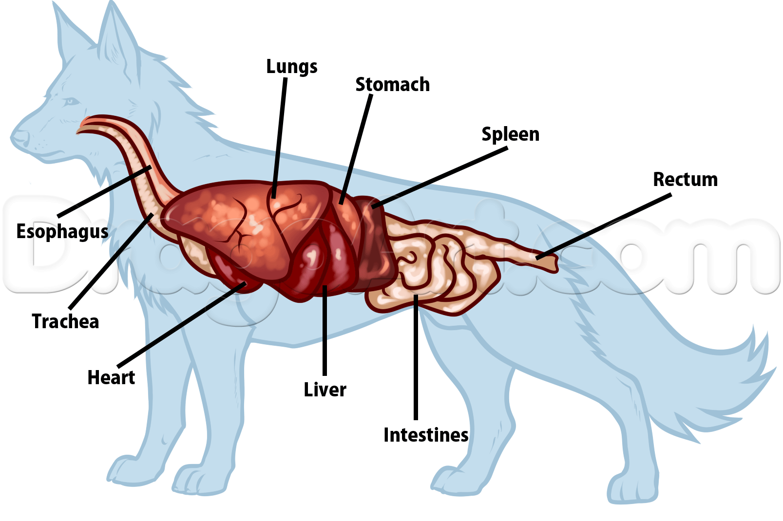 Внутреннее строение органов животных. Строение внутренних органов немецкой овчарки. Схема органов пищеварения собаки. Пищеварительная система млекопитающих собака. Строение пищеварительной системы собаки.