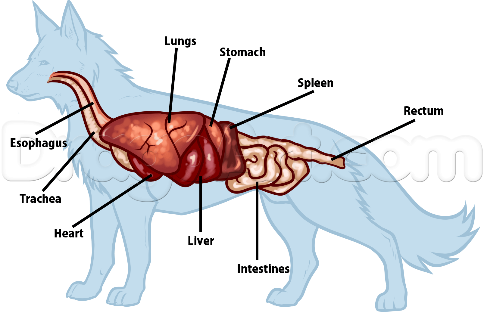 Организм животного рисунок. Строение внутренних органов немецкой овчарки. Анатомия органов немецкой овчарки. Пищеварительная система собаки схема. Пищеварительная система волка схема.